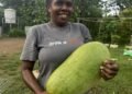 Malekula mother targets VT1M from watermelon harvest