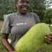 Malekula mother targets VT1M from watermelon harvest