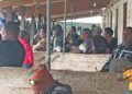 Kava shortage leaves Port Vila bars short as Santo farmers pull out