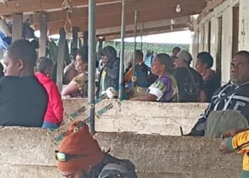 Kava shortage leaves Port Vila bars short as Santo farmers pull out
