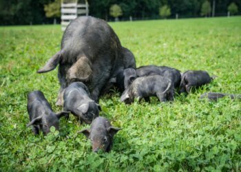 Black Alpine Pig recognised as native breed in Switzerland