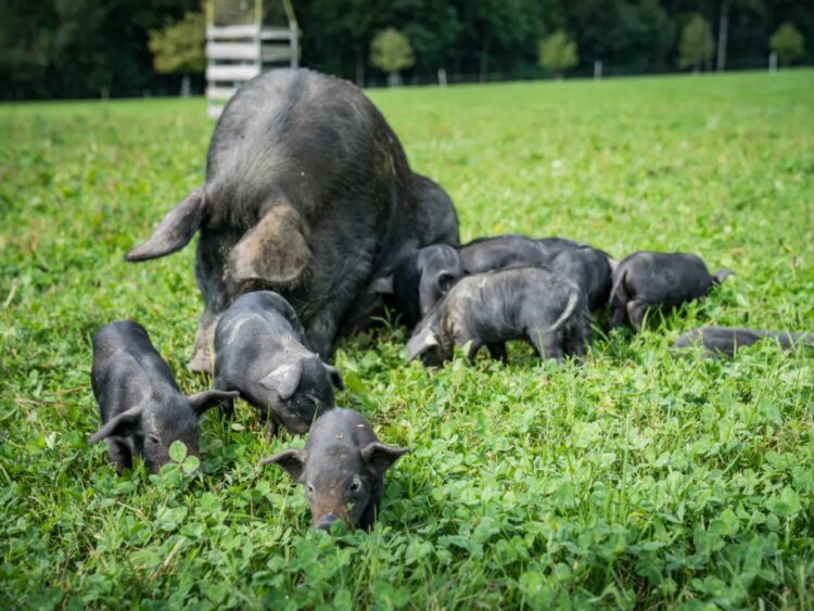 Black Alpine Pig recognised as native breed in Switzerland