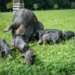 Black Alpine Pig recognised as native breed in Switzerland