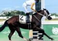 Dream Catcher cements place as champion three-year-old filly | Sports
