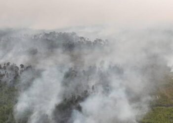 Indonesian police arrest 72 people suspected of starting forest fires | World News