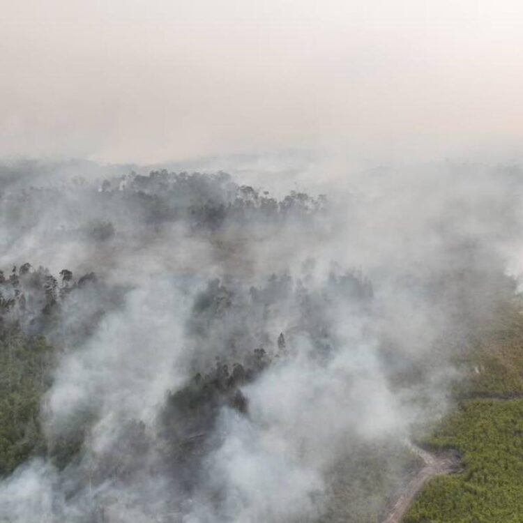 Indonesian police arrest 72 people suspected of starting forest fires | World News