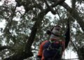Preservationists work to extend life of rare Revolutionary War ‘witness tree’