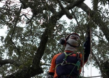 Preservationists work to extend life of rare Revolutionary War ‘witness tree’