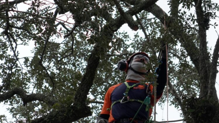 Preservationists work to extend life of rare Revolutionary War ‘witness tree’
