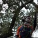 Preservationists work to extend life of rare Revolutionary War ‘witness tree’