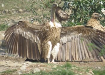 For vultures near Dehradun, 2.4 km separates survival from electrocution