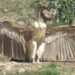For vultures near Dehradun, 2.4 km separates survival from electrocution