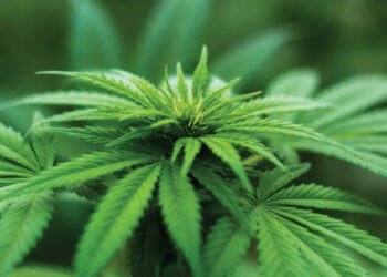 Police destroy $1.4m in cannabis plants in St John