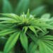 Police destroy $1.4m in cannabis plants in St John