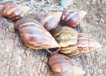 African snails ‘terrorising’ Clare Valley residents