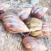 African snails ‘terrorising’ Clare Valley residents