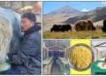 When a yak herder from India made a big impact internationally