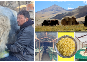 When a yak herder from India made a big impact internationally