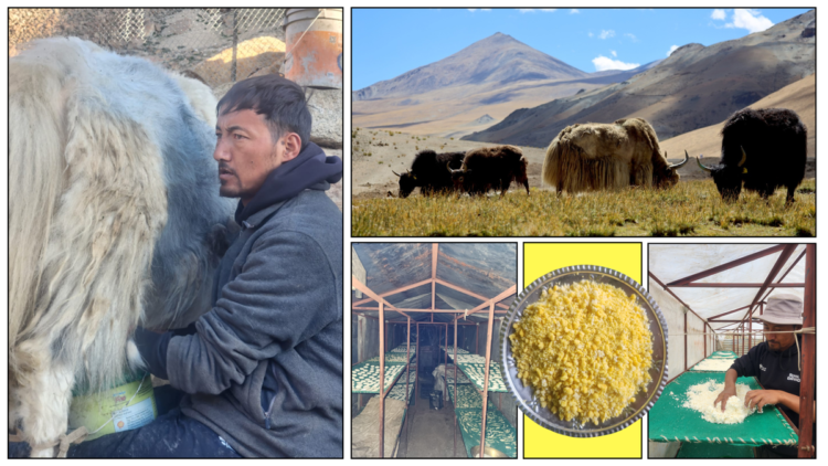 When a yak herder from India made a big impact internationally