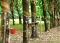 Agri Dept offers National-Level Rubber Tapper Level-1 Training