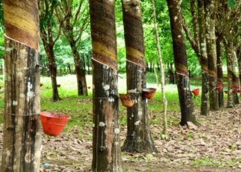 Agri Dept offers National-Level Rubber Tapper Level-1 Training