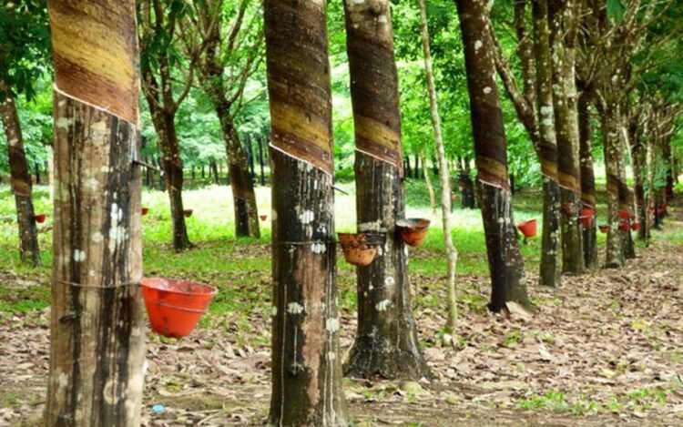 Agri Dept offers National-Level Rubber Tapper Level-1 Training