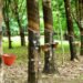 Agri Dept offers National-Level Rubber Tapper Level-1 Training