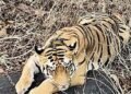 Tadoba tiger ‘Explorer’ returns to Andhra Pradesh in search of mate, territory