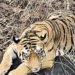 Tadoba tiger ‘Explorer’ returns to Andhra Pradesh in search of mate, territory