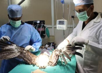 PfA@30: Taking the animal kingdom under their wing
