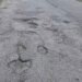Potholes complaints, bus tracking top Pearly app usage – developer