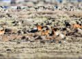 Invasive goats removed from island of Battowia