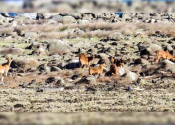 Invasive goats removed from island of Battowia