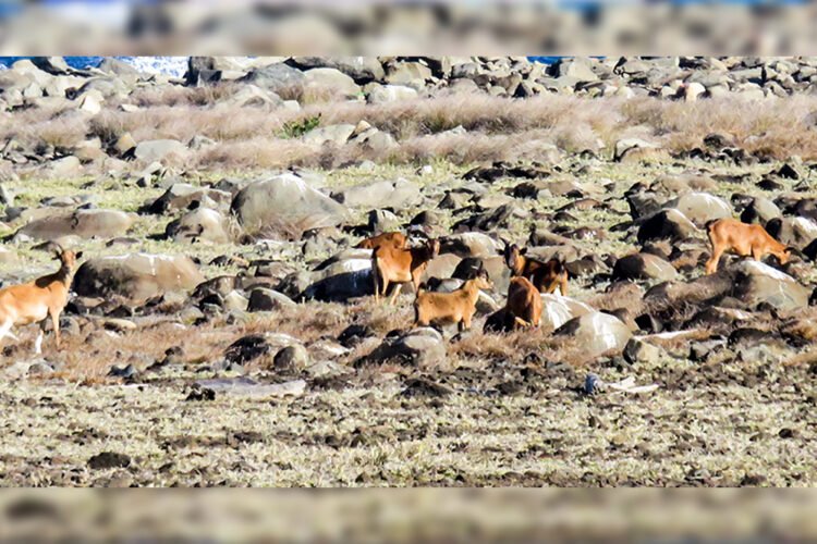 Invasive goats removed from island of Battowia