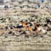 Invasive goats removed from island of Battowia