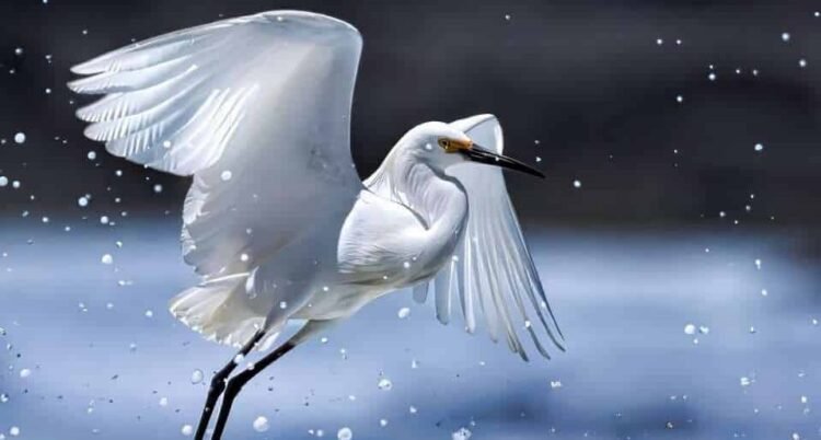 Caribbean photo contest returns with more than US$3,000 in prizes