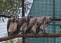 Assam records world’s first-ever release of captive-bred slender-billed vultures