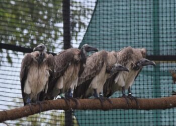 Assam records world’s first-ever release of captive-bred slender-billed vultures