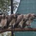 Assam records world’s first-ever release of captive-bred slender-billed vultures