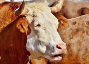 Tajikistan’s livestock sector maintains strong growth in 1H2026