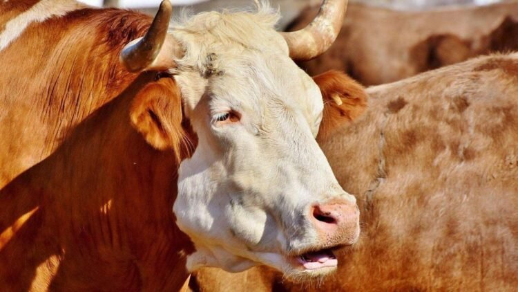 Tajikistan’s livestock sector maintains strong growth in 1H2026