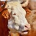 Tajikistan’s livestock sector maintains strong growth in 1H2026
