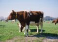 Kyrgyzstan increases livestock and poultry production in 1H2026