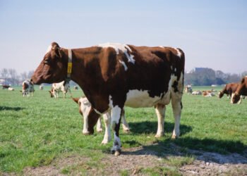 Kyrgyzstan increases livestock and poultry production in 1H2026