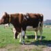 Kyrgyzstan increases livestock and poultry production in 1H2026