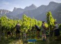 Swiss grape harvest begins earlier than usual