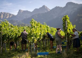 Swiss grape harvest begins earlier than usual