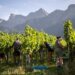 Swiss grape harvest begins earlier than usual