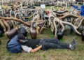 Some 3,000 gather for Swiss cowbell ringing festival