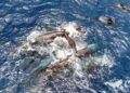 DWA Moves to Strengthen Watersports Industry Ahead of the 2026/2027 Season